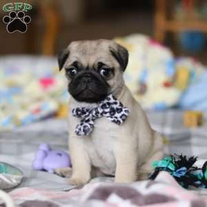 Poppy, Pug Puppy